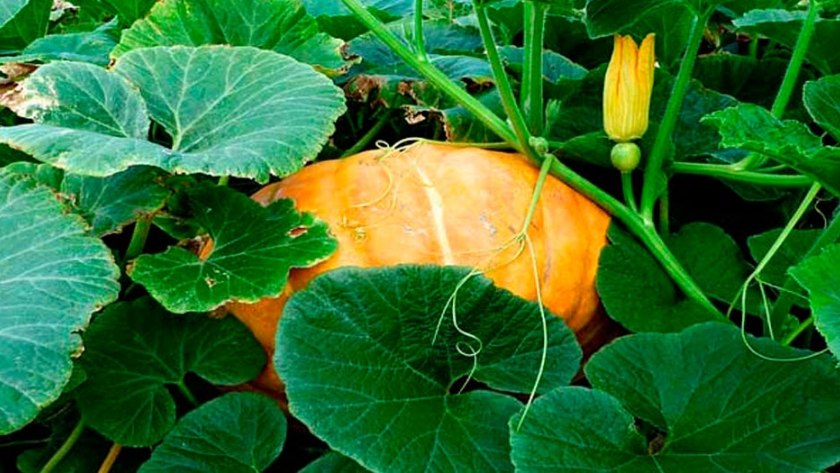 La Auyama Vegetal o&nbsp;Fruta